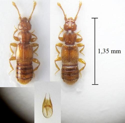Plectophloeus nitidus
